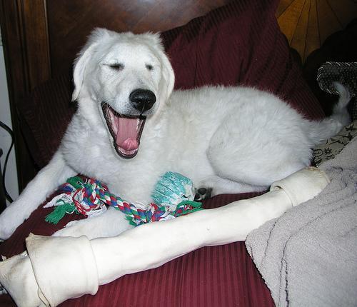 https://images.dog.ceo/breeds/kuvasz/n02104029_1369.jpg