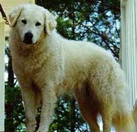 https://images.dog.ceo/breeds/kuvasz/n02104029_1375.jpg