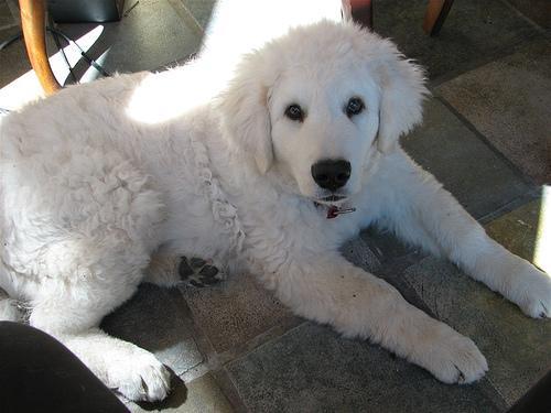 https://images.dog.ceo/breeds/kuvasz/n02104029_1396.jpg