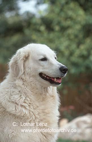 https://images.dog.ceo/breeds/kuvasz/n02104029_1435.jpg