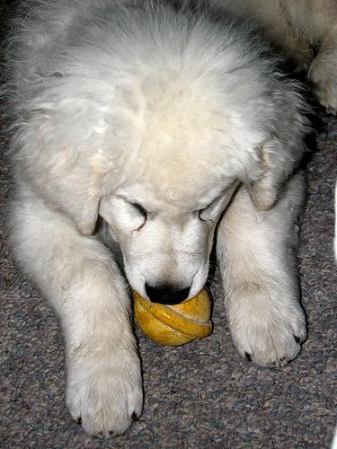 https://images.dog.ceo/breeds/kuvasz/n02104029_1484.jpg