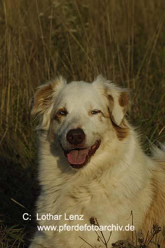 https://images.dog.ceo/breeds/kuvasz/n02104029_1492.jpg