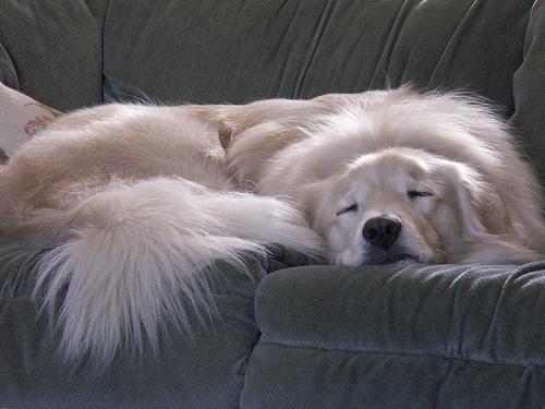 https://images.dog.ceo/breeds/kuvasz/n02104029_1510.jpg