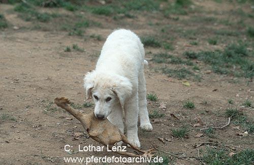 https://images.dog.ceo/breeds/kuvasz/n02104029_157.jpg