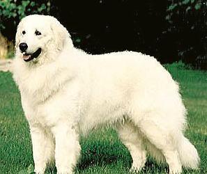 https://images.dog.ceo/breeds/kuvasz/n02104029_1599.jpg