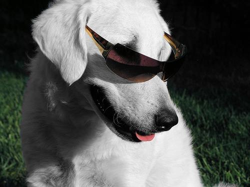 https://images.dog.ceo/breeds/kuvasz/n02104029_1646.jpg