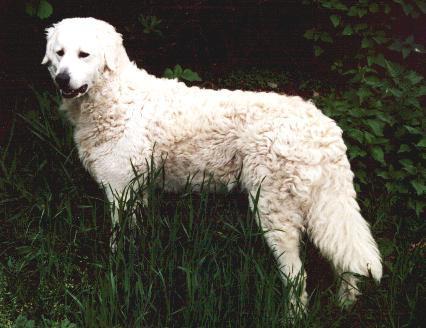 https://images.dog.ceo/breeds/kuvasz/n02104029_170.jpg