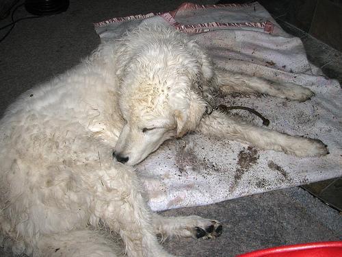 https://images.dog.ceo/breeds/kuvasz/n02104029_1709.jpg