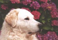 https://images.dog.ceo/breeds/kuvasz/n02104029_1713.jpg