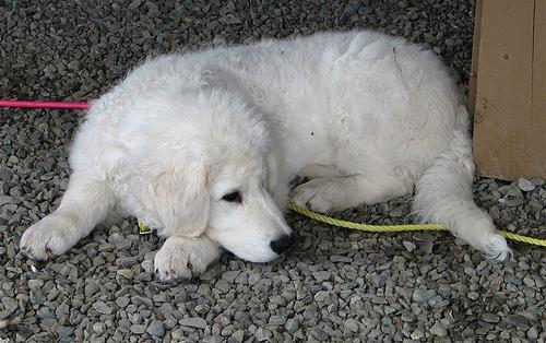 https://images.dog.ceo/breeds/kuvasz/n02104029_1757.jpg