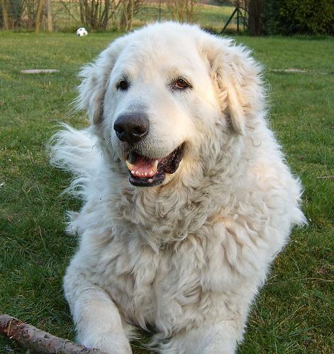 https://images.dog.ceo/breeds/kuvasz/n02104029_1781.jpg