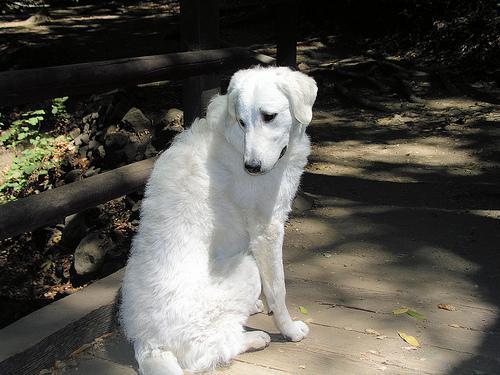 https://images.dog.ceo/breeds/kuvasz/n02104029_1794.jpg