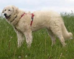 https://images.dog.ceo/breeds/kuvasz/n02104029_1988.jpg