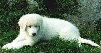 https://images.dog.ceo/breeds/kuvasz/n02104029_2328.jpg