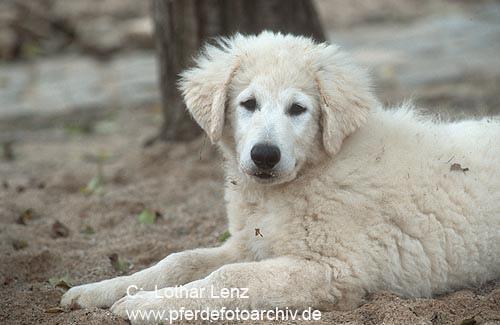 https://images.dog.ceo/breeds/kuvasz/n02104029_2417.jpg