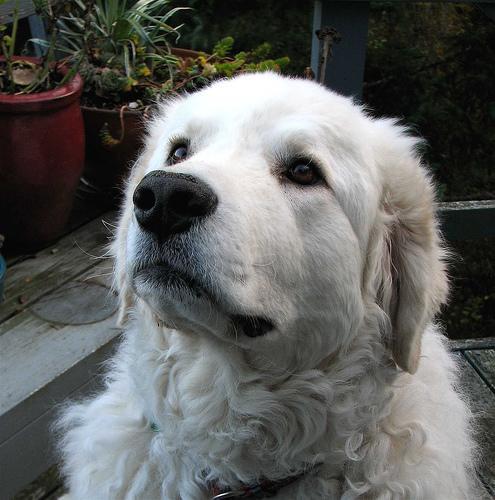 https://images.dog.ceo/breeds/kuvasz/n02104029_2467.jpg