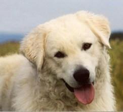 https://images.dog.ceo/breeds/kuvasz/n02104029_247.jpg