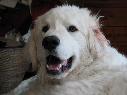 https://images.dog.ceo/breeds/kuvasz/n02104029_2500.jpg