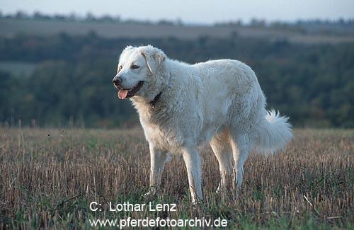 https://images.dog.ceo/breeds/kuvasz/n02104029_2501.jpg