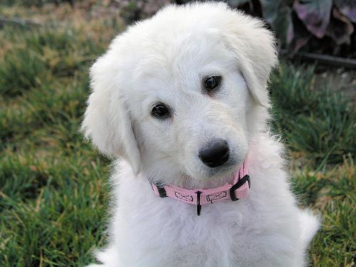 https://images.dog.ceo/breeds/kuvasz/n02104029_2504.jpg