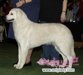 https://images.dog.ceo/breeds/kuvasz/n02104029_2540.jpg