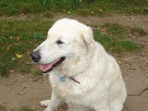 https://images.dog.ceo/breeds/kuvasz/n02104029_2582.jpg