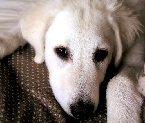 https://images.dog.ceo/breeds/kuvasz/n02104029_262.jpg