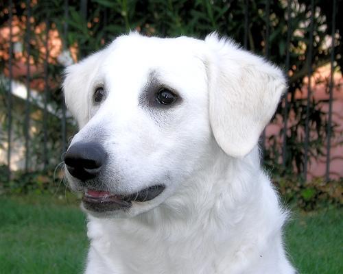 https://images.dog.ceo/breeds/kuvasz/n02104029_2861.jpg