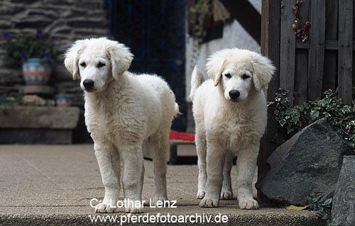 https://images.dog.ceo/breeds/kuvasz/n02104029_2992.jpg