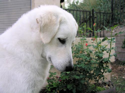 https://images.dog.ceo/breeds/kuvasz/n02104029_31.jpg