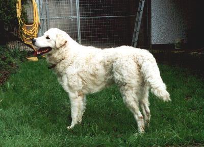 https://images.dog.ceo/breeds/kuvasz/n02104029_3397.jpg