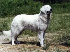 https://images.dog.ceo/breeds/kuvasz/n02104029_3427.jpg