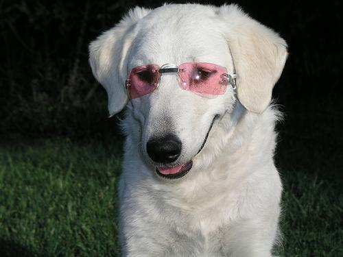 https://images.dog.ceo/breeds/kuvasz/n02104029_3493.jpg