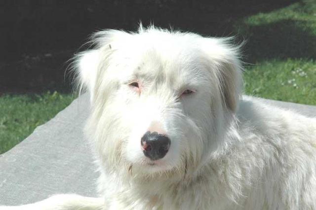 https://images.dog.ceo/breeds/kuvasz/n02104029_3505.jpg