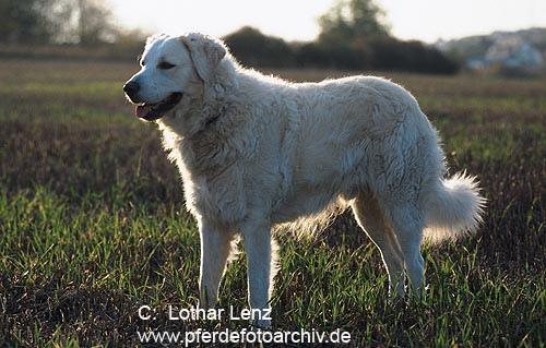 https://images.dog.ceo/breeds/kuvasz/n02104029_3578.jpg