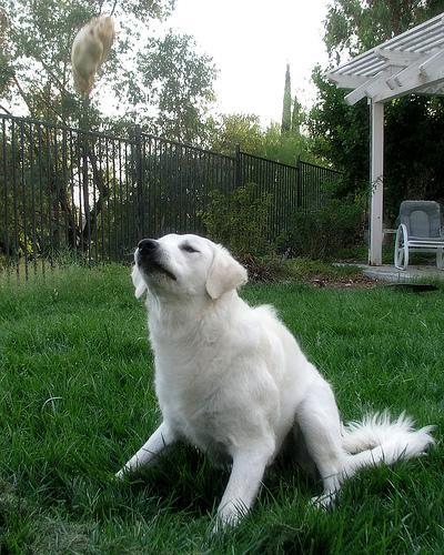 https://images.dog.ceo/breeds/kuvasz/n02104029_3756.jpg