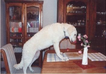 https://images.dog.ceo/breeds/kuvasz/n02104029_3766.jpg