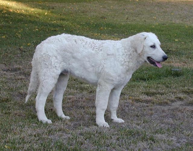 https://images.dog.ceo/breeds/kuvasz/n02104029_3787.jpg