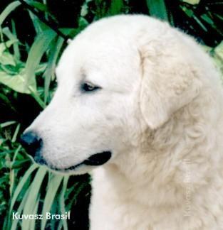 https://images.dog.ceo/breeds/kuvasz/n02104029_3942.jpg