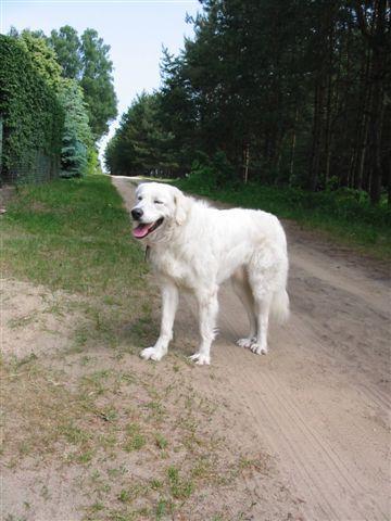 https://images.dog.ceo/breeds/kuvasz/n02104029_3991.jpg