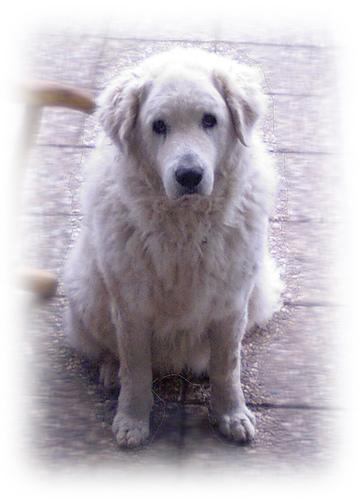 https://images.dog.ceo/breeds/kuvasz/n02104029_4059.jpg