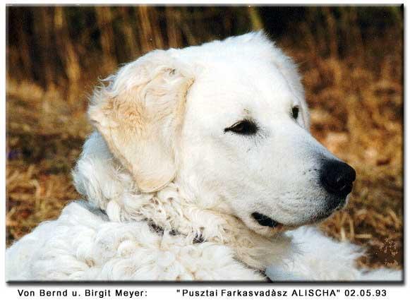 https://images.dog.ceo/breeds/kuvasz/n02104029_4079.jpg