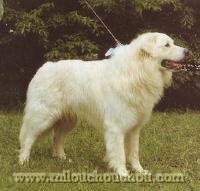https://images.dog.ceo/breeds/kuvasz/n02104029_409.jpg