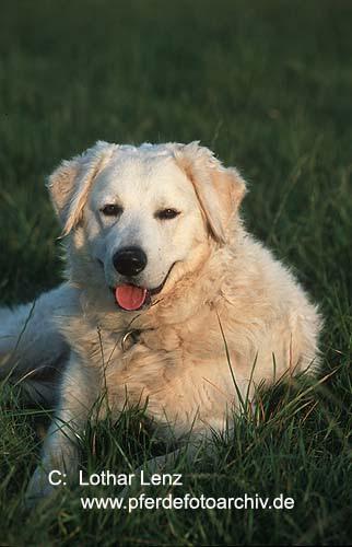 https://images.dog.ceo/breeds/kuvasz/n02104029_4104.jpg