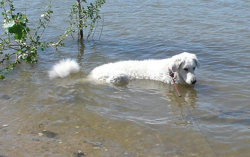 https://images.dog.ceo/breeds/kuvasz/n02104029_4223.jpg