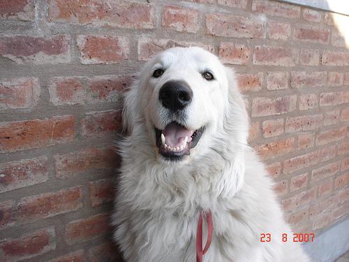 https://images.dog.ceo/breeds/kuvasz/n02104029_4261.jpg