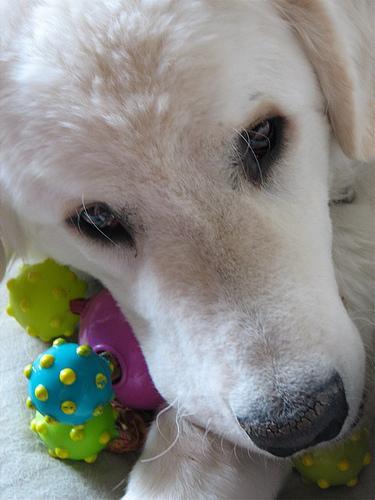 https://images.dog.ceo/breeds/kuvasz/n02104029_4317.jpg