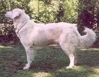 https://images.dog.ceo/breeds/kuvasz/n02104029_4450.jpg