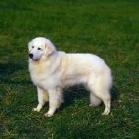 https://images.dog.ceo/breeds/kuvasz/n02104029_4456.jpg