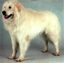 https://images.dog.ceo/breeds/kuvasz/n02104029_4463.jpg